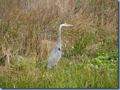 7404 Everglades National Park FL- Royal Palm Anhinga Trail - Great Blue Heron