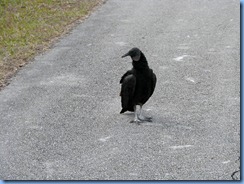 7460 Everglades National Park FL- Royal Palm Anhinga Trail - Black Vulture