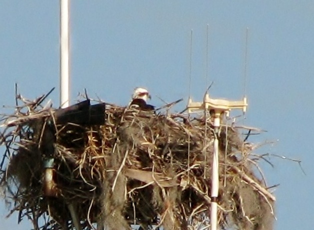 [7474a Everglades National Park FL- Flamingo Visitor Center - Osprey nest & Osprey[3].jpg]