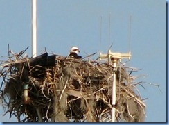 7474a Everglades National Park FL- Flamingo Visitor Center - Osprey nest & Osprey