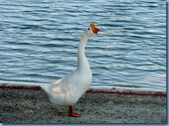 6995 Cutler Bay  FL walk Domestic Goose