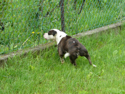 Sniff%20100520_5.JPG