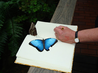 Mary Morris - butterfly on journal