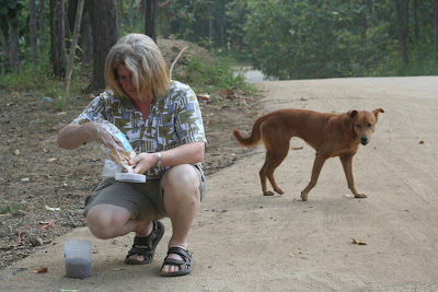 Care for Dogs volunteer Ally Taylor helps capture a dog to be neutered, Wat Doi Kam, Chiang Mai, Thailand. Photograph by Nola Lee Kelsey