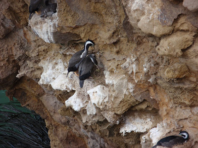 Cormorants nesting Cliffside