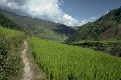 Parts of the Long Trek In weave through rice paddy