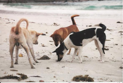 Three beach dogs and a crab retake the Haad in beach for themselves