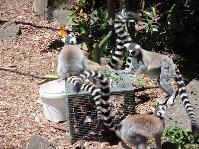 Stripes Make the Lemurs Look Like Bandits