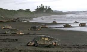 turtles nesting, Costa Rica