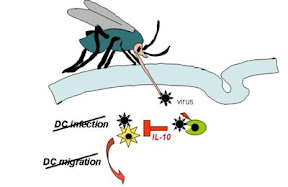 virus dengue