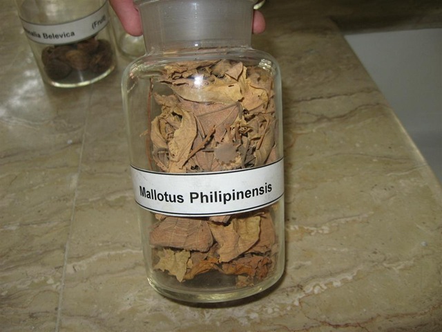 [mallotus philipinesis pharmacology specimen[2].jpg]