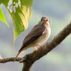 Asian Brown Flycatcher
