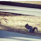 Grey squirrel