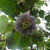 Passion flower