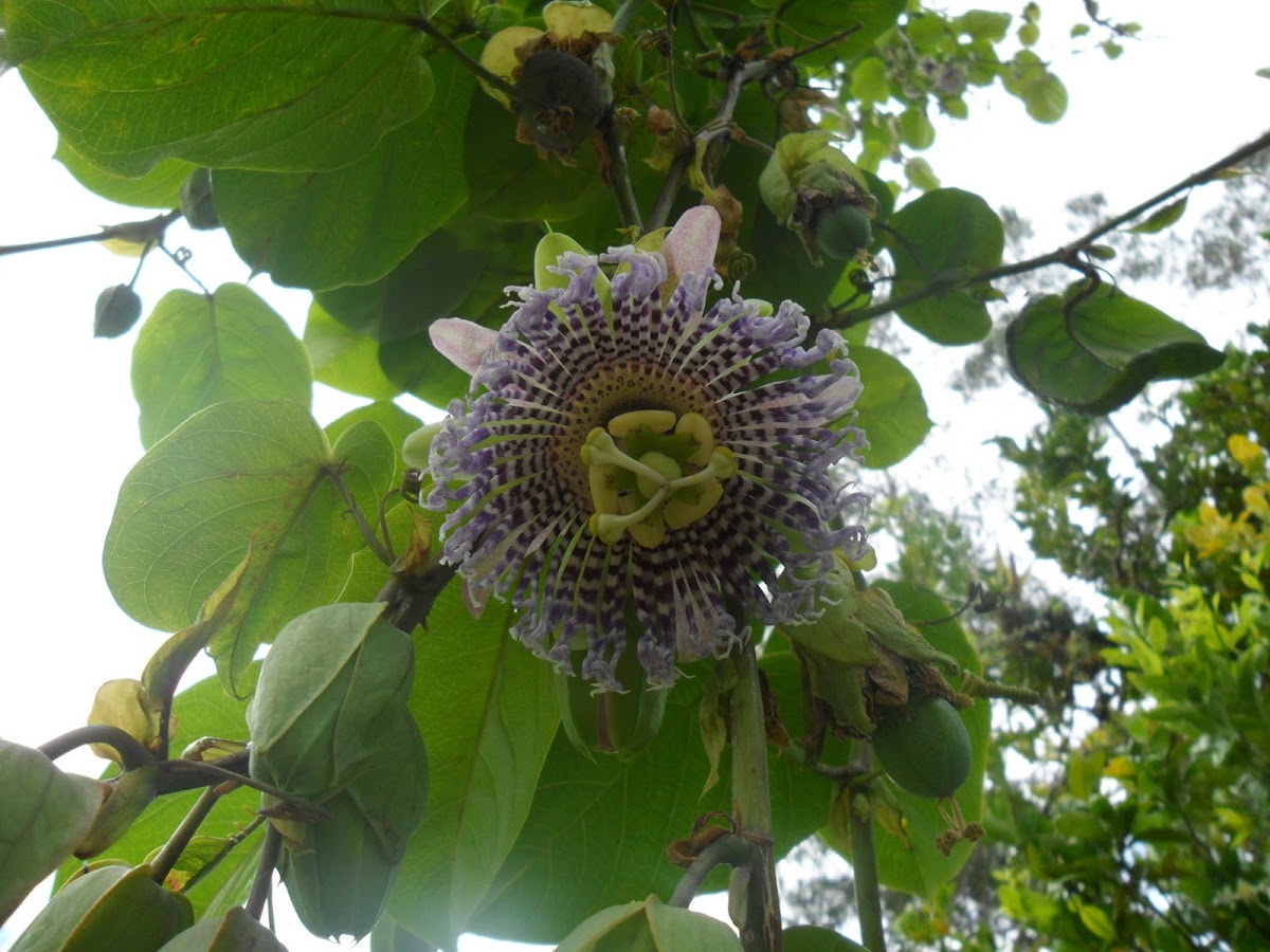 Passion flower