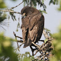 BALD EAGLE (Eaglet)