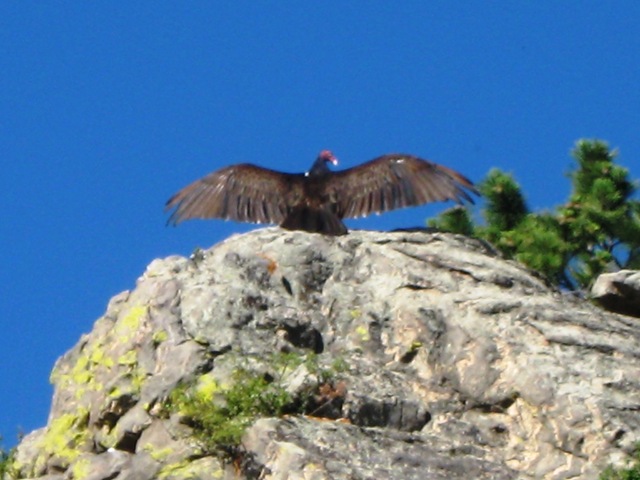 [Turkey Vulture warming wings[8].jpg]