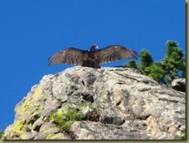Turkey Vulture warming wings