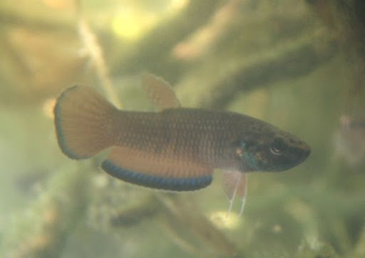 Betta Simplex Bild – Maulbrütende Kampffische – Forum