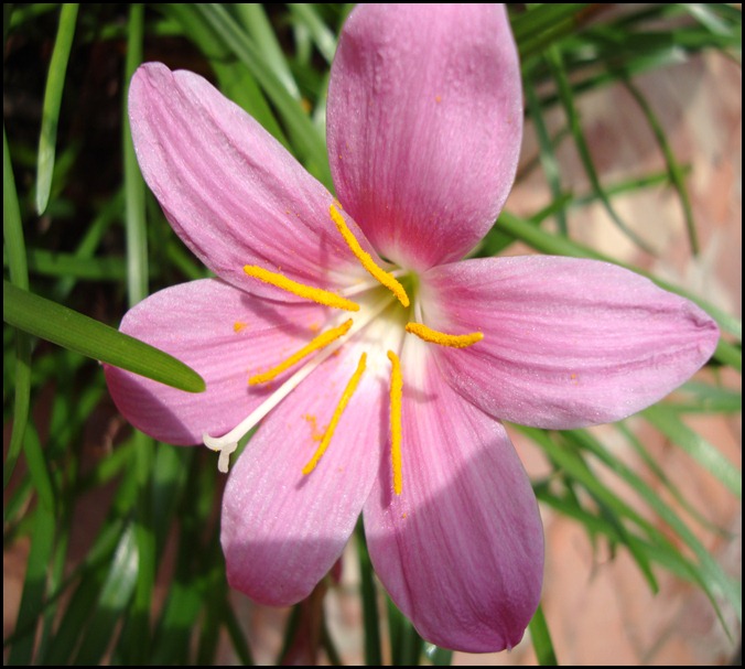 pink lily 004