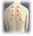 areas of auscultation back