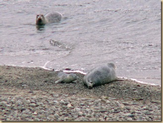 Harbor Seal and Pup2