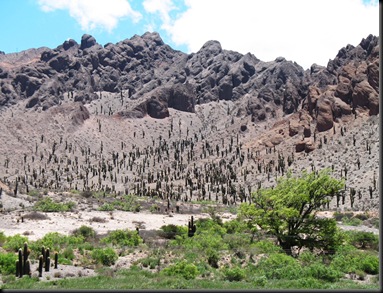 1701 - el Toro valley - cactuses