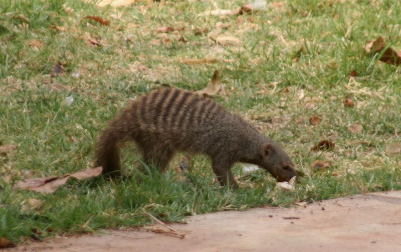 OneStonedCrow: Banded Mongoose - Mungos mungo