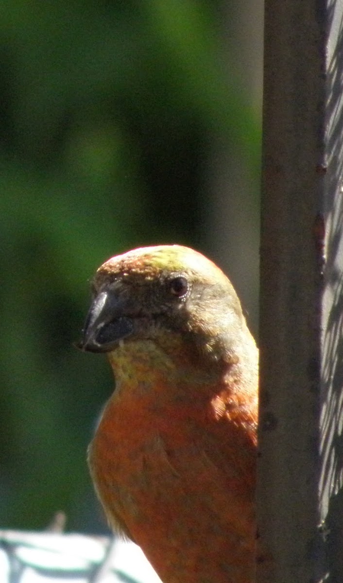male red crossbill