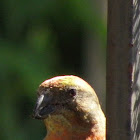 male red crossbill