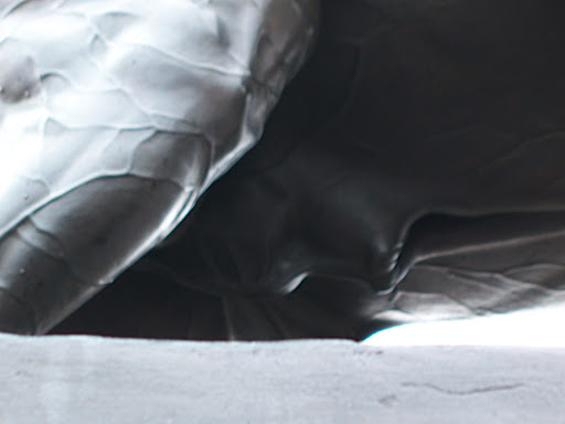 Genitalia Calendar: napoleon's face in horse genitalia.