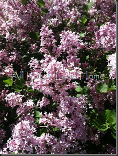 Lilacs Iphone4