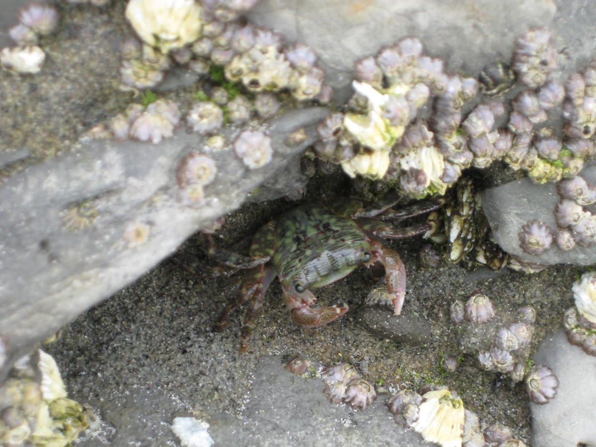 Striped Shore Crab