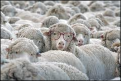 sheep w glasses