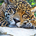 Jaguar - Chattanooga Zoo