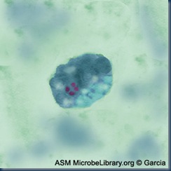 Dientamoeba fragilis fig1