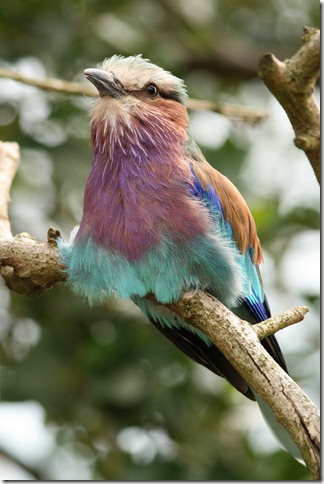07 - July - Lilac-breasted roller
