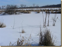 eagle marsh, feb 1, 09 (6) (Medium)