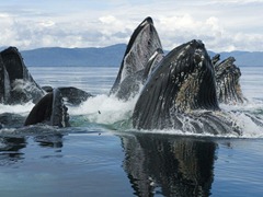 Humpback_Whale_Group_Bubble_Net_Feeding_Chatham_Strait_Alaska_1280x960