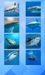 Shark Puzzle poster 1