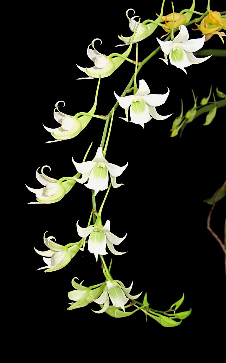 Robust Sobennikofia Orchid