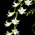 Robust Sobennikofia Orchid
