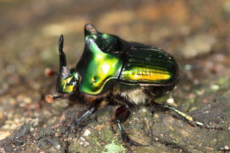 A Dung Beetle