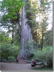 big-tree