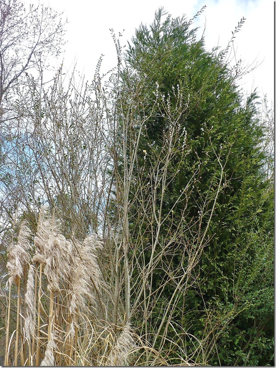 Pussywillow
