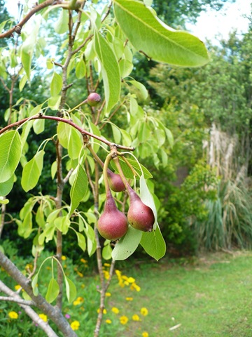 [Pears3.jpg]