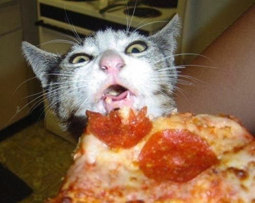 [nom_nom_pizza_cat[3].jpg]