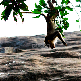 Dangler by Aditya Bugadi - Animals Other Mammals