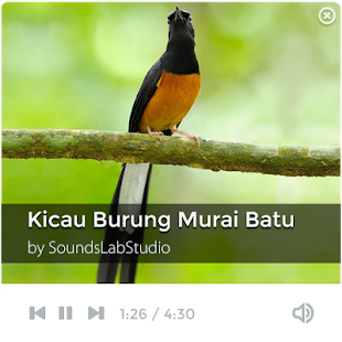   Suara Kicau Burung Murai Batu- screenshot thumbnail   
