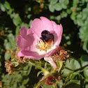 cuckoo bumblebee